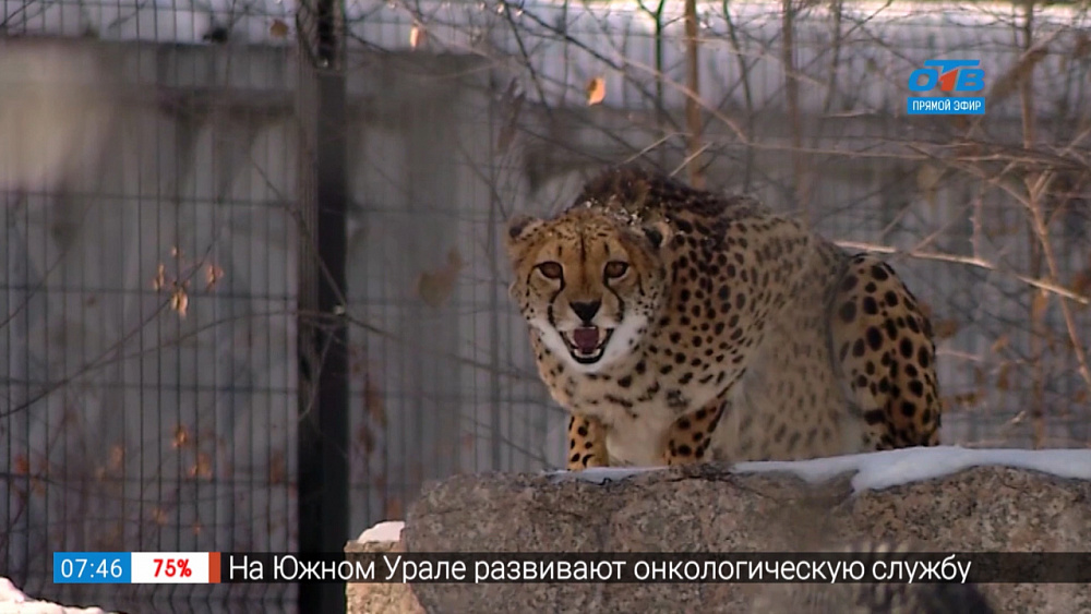 Кошачьи в зоопарке