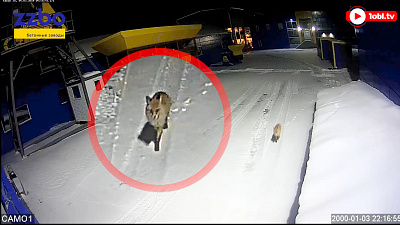 Неожиданная гостья появилась на предприятии в Златоусте