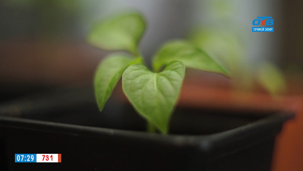 Садовые истории — подготовка почвы для пикировки рассады