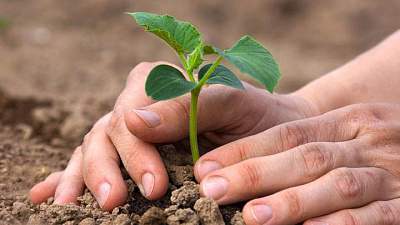 Растениеводы Челябинской области смогут воспользоваться новыми видами субсидирования