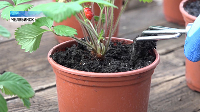 Необычный подарок на 8-е марта