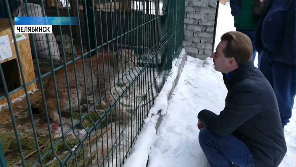 Животных готовятся выпустить на волю