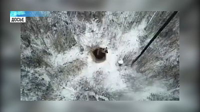 Для уснувшего в Снежинске медведя готовят ловушку