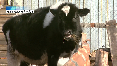 Многодетная семья купила телят по соцконтракту