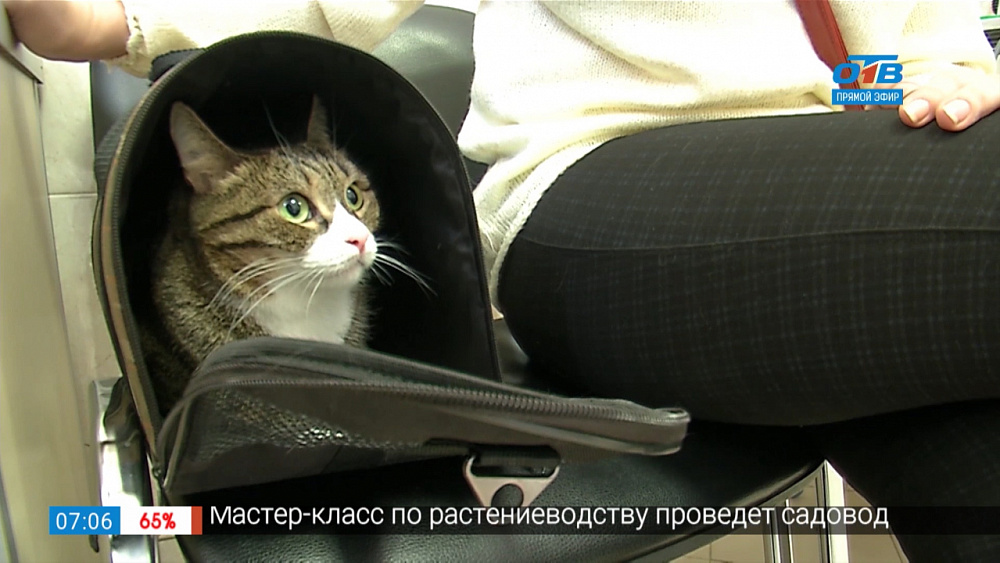 Пушистое утро — вакцинация