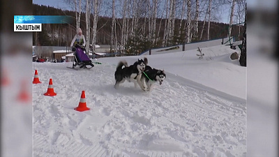 «Вжух» - гонки на собачьих упряжках прошли в области