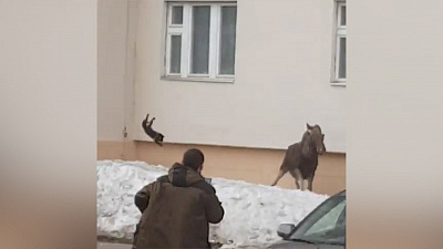 Прогнать лося из жилого двора помог запущенный кот. ВИДЕО