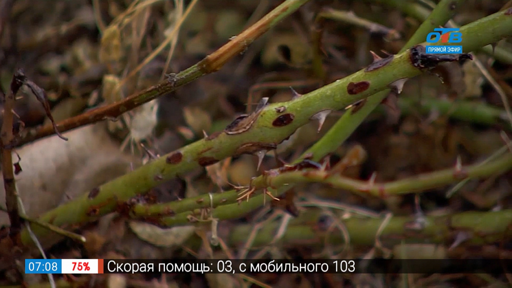 Садовые истории — лиственные и хвойные декоративные кустарники