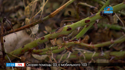 Садовые истории — лиственные и хвойные декоративные кустарники