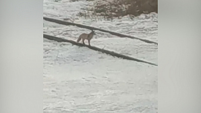 Лисица бегает по Тракторозаводскому району Челябинска. ВИДЕО