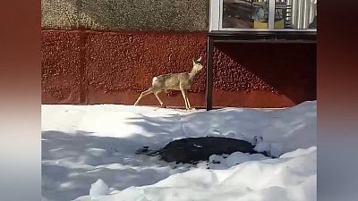 Косуля на улицах Златоуста удивила горожан. ВИДЕО