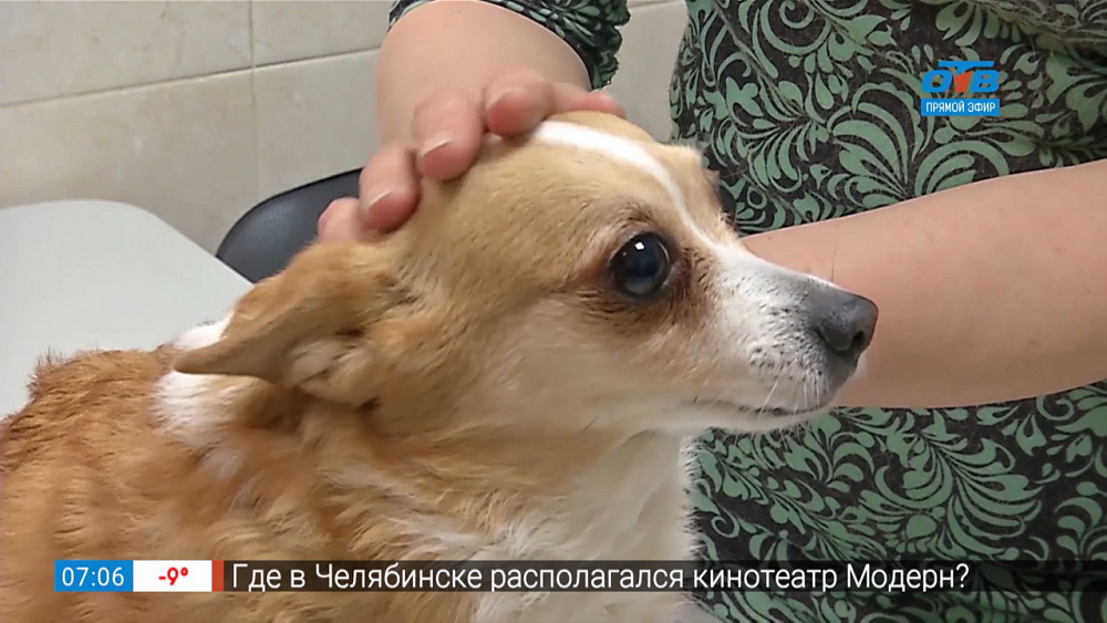 Пушистое утро — кардиология