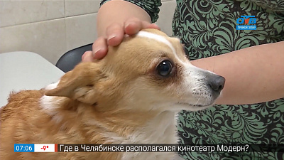 Пушистое утро — кардиология