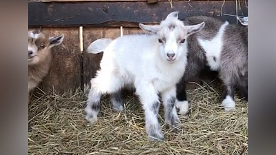 В Челябинском зоопарке родились козлята. Осторожно, умилительное видео