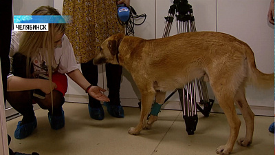 В центре Челябинска спасли раненую собаку