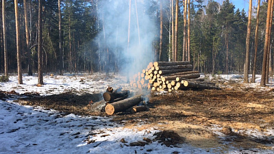В центре Челябинска вырубают березы и сосны