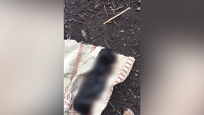 Находка на улице Молодогвардейцев повергла в шок челябинских зоозащитников