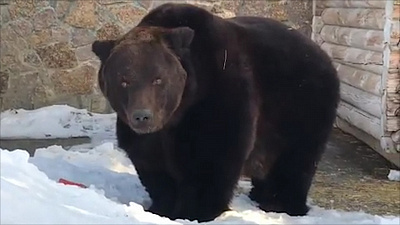 Челябинские медведи пробудились от спячки. ВИДЕО