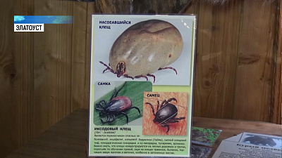 Челябинцев прививают от клещевого энцефалита