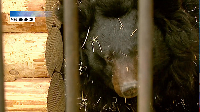 В зоопарке проснулись четыре медведя из пяти