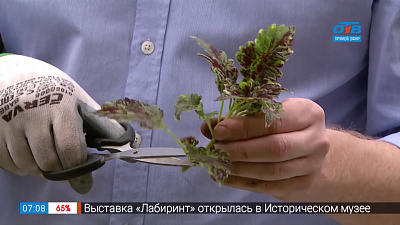 Садовые истории — колеус