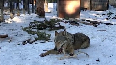 Как в Челябинском зоопарке чистят зубы волкам. ВИДЕО