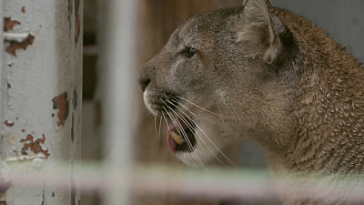 «Звериное предсказание» погоды в Челябинском зоопарке