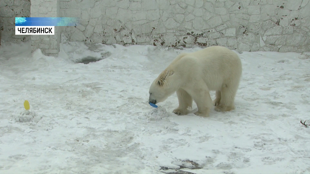 Животные сделали прогноз на лето