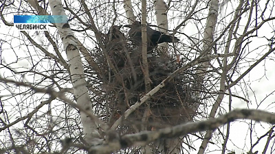 В детском саду поселились грачи