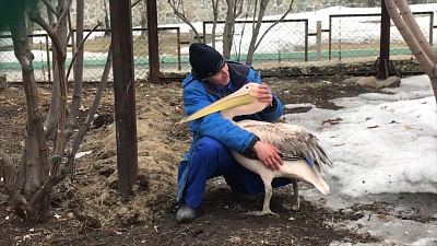 Орнитологу челябинского зоопарка удалось обнять розового пеликана в День птиц