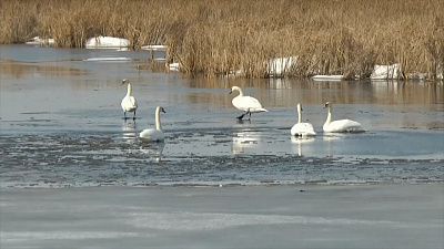 На Южный Урал раньше времени прилетели лебеди. ВИДЕО