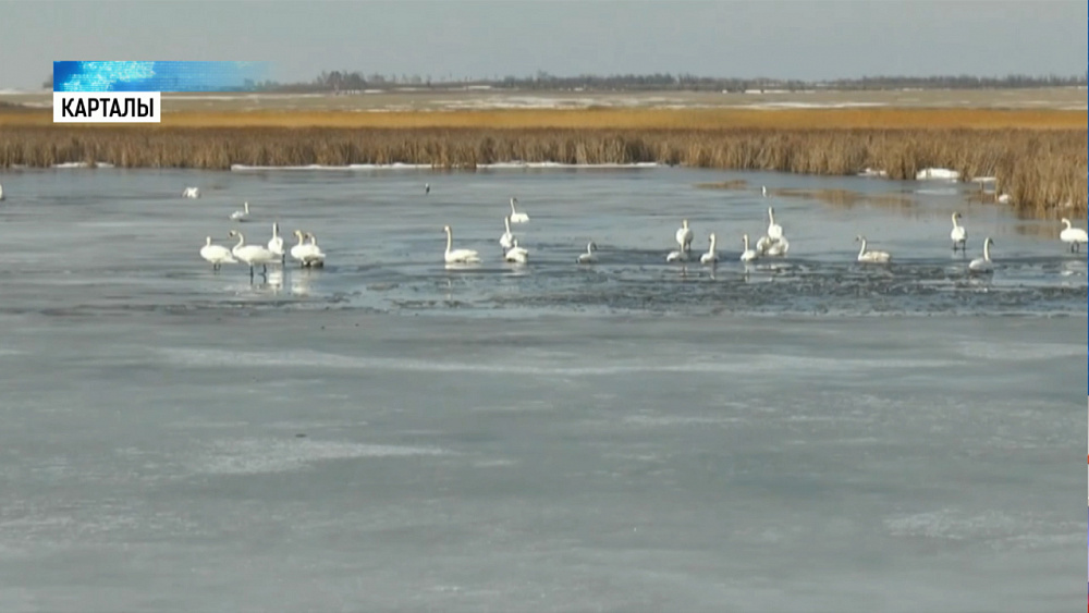 На Южный Урал вернулись лебеди