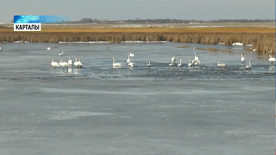 На Южный Урал вернулись лебеди
