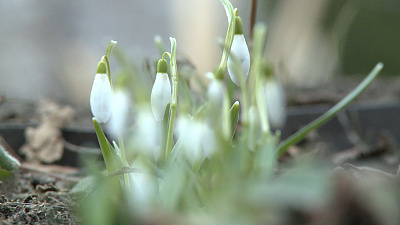 В Ботаническом саду ЧелГУ расцвел настоящий подснежник. ВИДЕО