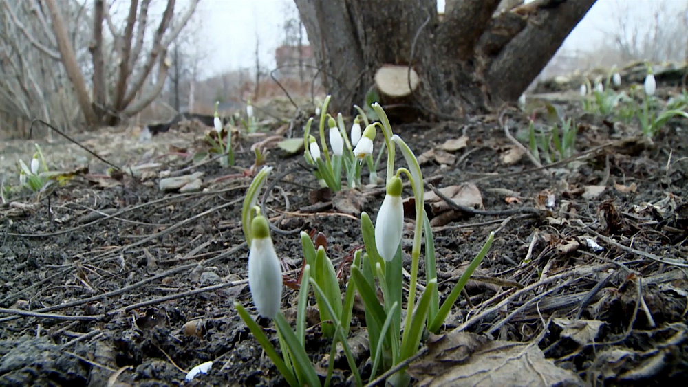 В центре мегаполиса расцвели подснежники