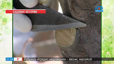 Садовые истории — колоновидные яблоки