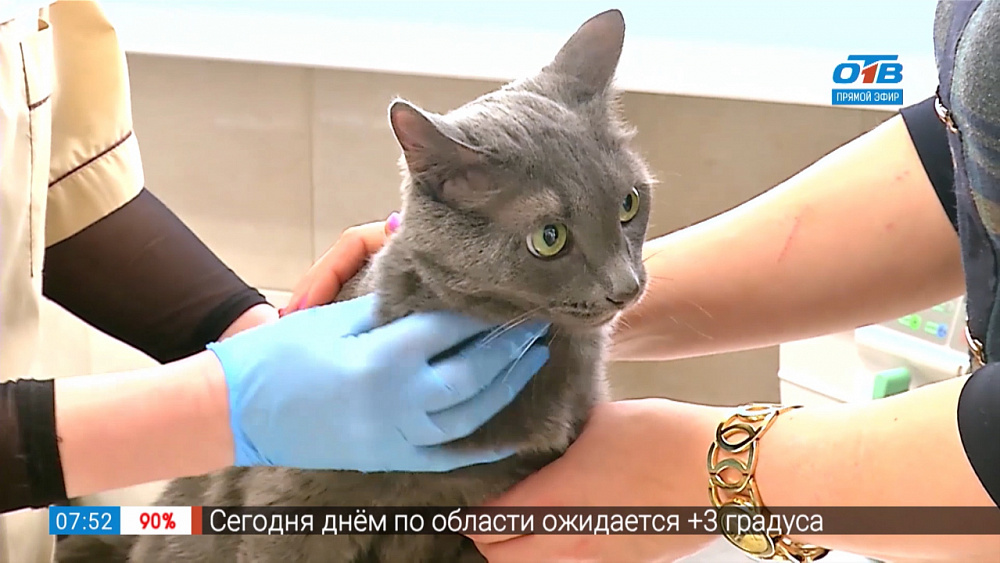 Пушистое утро — диспансеризация