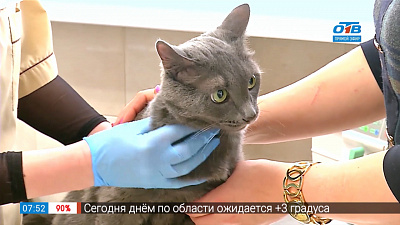 Пушистое утро — диспансеризация