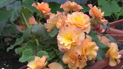 Тропический сад расцвел у жительницы Нязепетровска. ВИДЕО Тропический сад расцвел у жительницы Нязепетровска. ВИДЕО