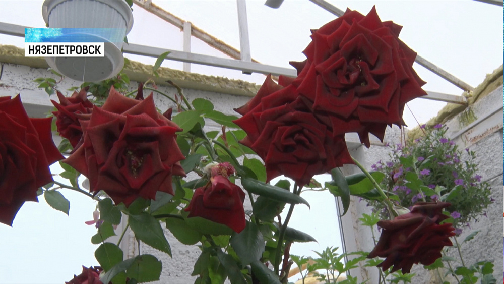 Жительница Нязепетровска возвела тропический сад