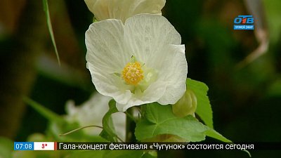 Садовые истории – подкормка комнатных растений