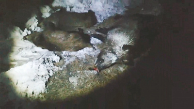 Браконьеров задержали с 65 килограммами мяса косули и лося