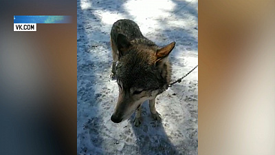 В парке Гагарина волк покусал мальчика
