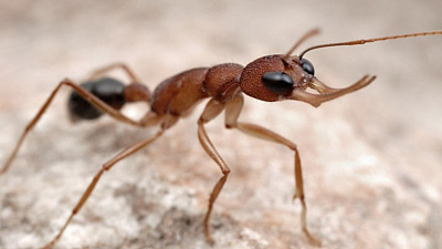 На Таганай пришла весна на две недели раньше. ВИДЕО