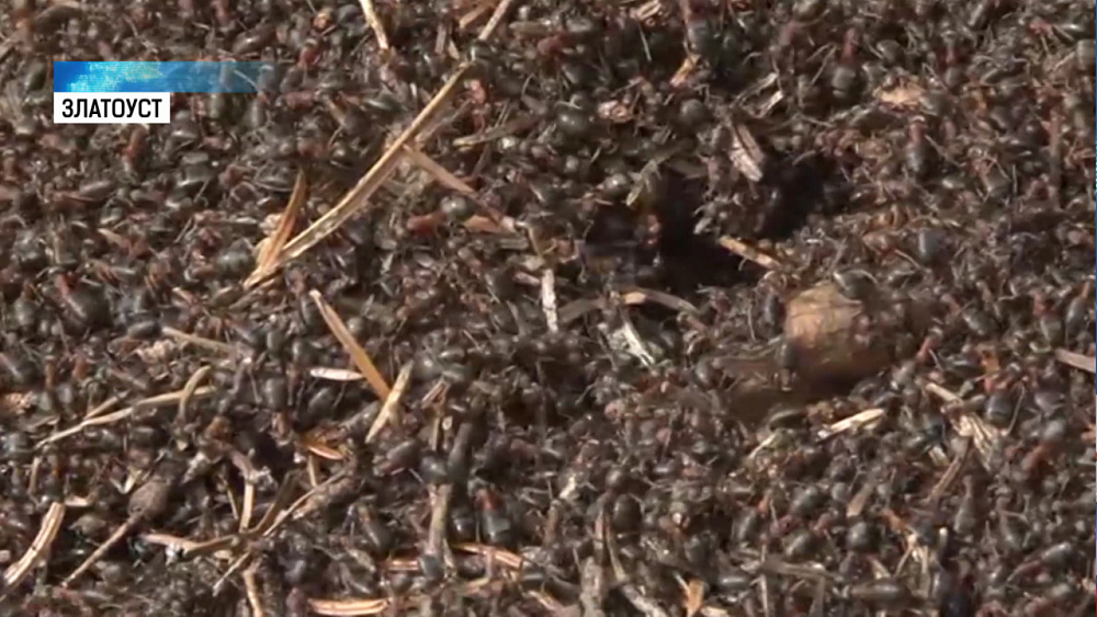 На Таганае рекордно рано проснулись муравьи