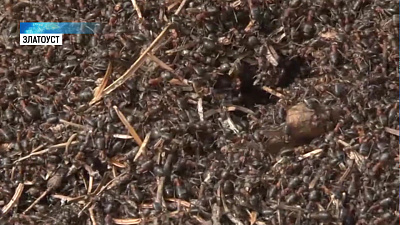 На Таганае рекордно рано проснулись муравьи