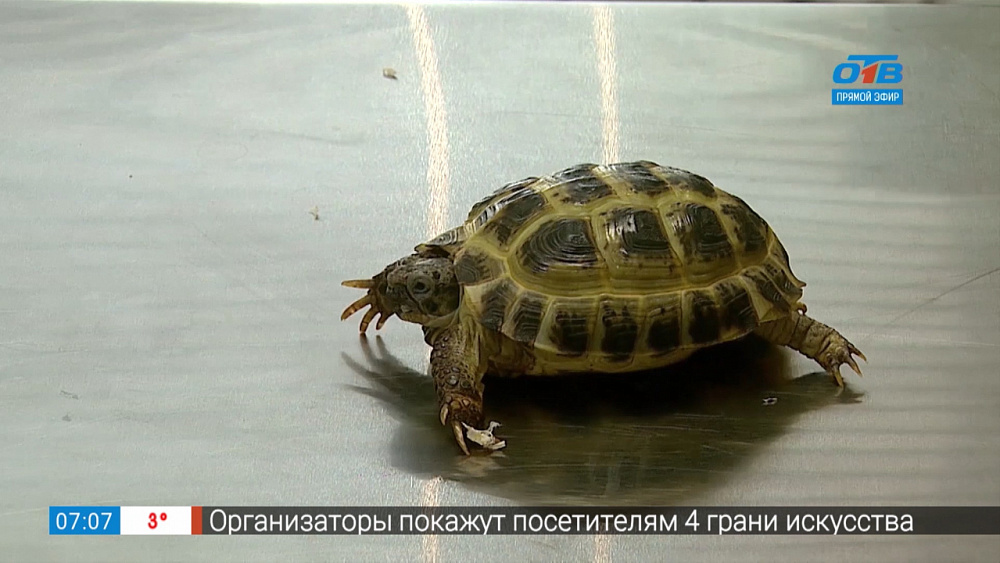 Пушистое утро – профосмотр черепахи