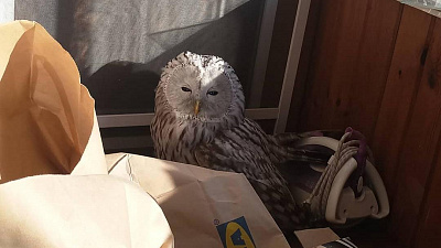 К челябинке прилетела сова на балкон, правда, без письма из Хогвартса. ВИДЕО