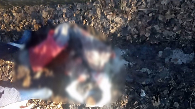 Жители Златоуста в ужасе от жестокого убийства собаки в их городе. ВИДЕО 18+