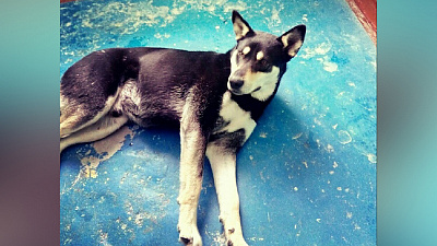 Новые детали жуткого убийства собаки в Златоусте